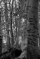 Picture Title - The Writing on the Tree