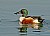 Another Shoveler