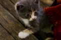 Picture Title - Kitten #19