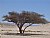 acacia tree
