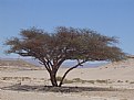 Picture Title - acacia tree