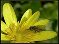 Picture Title - insect on flower