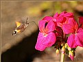 Picture Title - Hummingbird Hawk Moth