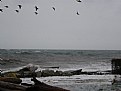 Picture Title - birds in storm