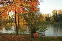 Picture Title - Fall near the river I