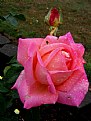 Picture Title - Raining  Roses