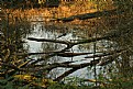 Picture Title - Fall near the river II