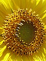 Picture Title - the sunflower