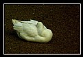 Picture Title - sleeping...