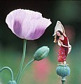 Picture Title - Poppy Dance