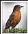 American Robin