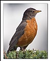 Picture Title - American Robin