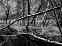 Picture Title - Bog in Vanduzer Forest