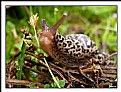 Picture Title - slimy beauty