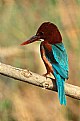 Picture Title - The King Fisher