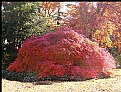 Picture Title - Red bush