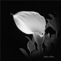 Picture Title - Callalily