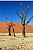 Dead Trees in the Namib