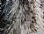 emu feathers
