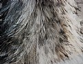 Picture Title - emu feathers
