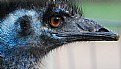 Picture Title - emu, giving the eye