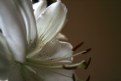 Picture Title - Lilium...