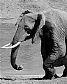 Picture Title - Elephant in movement