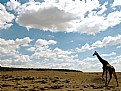 Picture Title - Giraffe