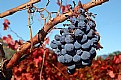 Picture Title - Old Red Grapes #1