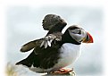 Picture Title - Young puffin at the nest