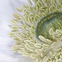 Picture Title - Anemone IV