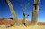 Dead Trees in the Namib