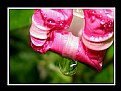 Picture Title - Morning Glory Raindrop Connection