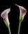 twin calla lillies