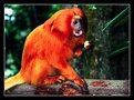Picture Title - Gold Lion Tamarin Monkey