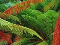 Picture Title - Tasmanian Rainforest