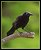 Common Grackle