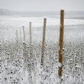 Picture Title - staked out landscape