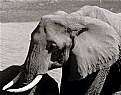 Picture Title - Elephant's Head