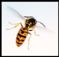 Picture Title - Wasp