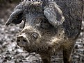 Picture Title - Big pig