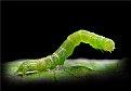 Picture Title - Inchworm II