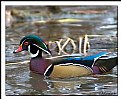 Picture Title - Colourful Wood Duck