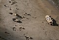 Picture Title - Footprints in the sane