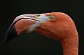 Picture Title - A Flamingo