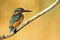 Picture Title - common kingfisher