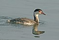 Picture Title - Horned Grebe