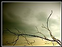 Picture Title - Dry Branches