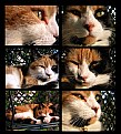 Picture Title - Cat moods