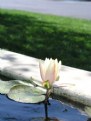 Picture Title - Water Lily